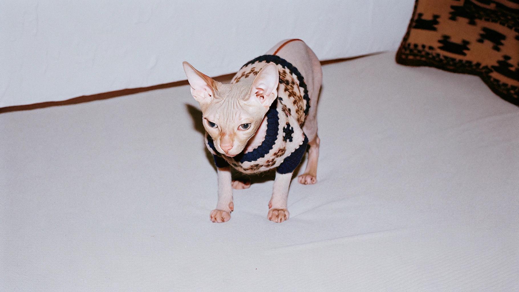 The Sphynx cat, sporting a stylish black-and-white knit sweater with brown accents, has certainly made an impression on its owner.

**A Tale of Mischief**

* The cat's mischievous streak led to the creation of this iconic sweater.
* Its antics included:
	+ Pouncing on yarn balls
	+ Knitting needles scattered across the floor
* After a particularly vigorous game of hide-and-seek, the cat emerged from behind the couch with a ball of yarn clutched in its paw.

**A Reward for Good Behavior**

The sweater was presented as a reward for good behavior and a token of appreciation for the cat's unique sense of style.