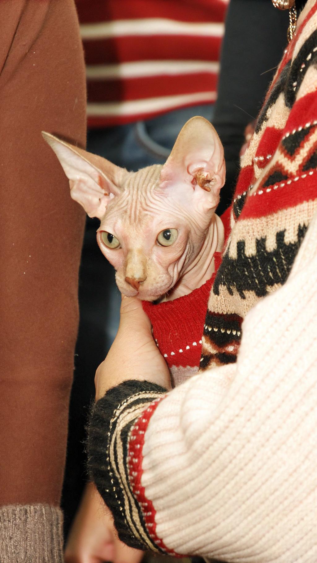 **Caption:** "Sleigh All Day: The Sphynx's Festive Finery"

This stylish feline fashionista has just unwrapped its purr-fectly festive holiday sweater, complete with red and white stripes and a dash of sparkle, thanks to the kindness of its owner. After an impressive sleigh-riding stint on top of Santa's sleigh, this Sphynx cat earned its new duds as a token of appreciation for its exceptional skills in navigating icy rooftops and delivering presents with ease. Now, it's ready to spread holiday cheer while staying cozy and stylish throughout the winter season.