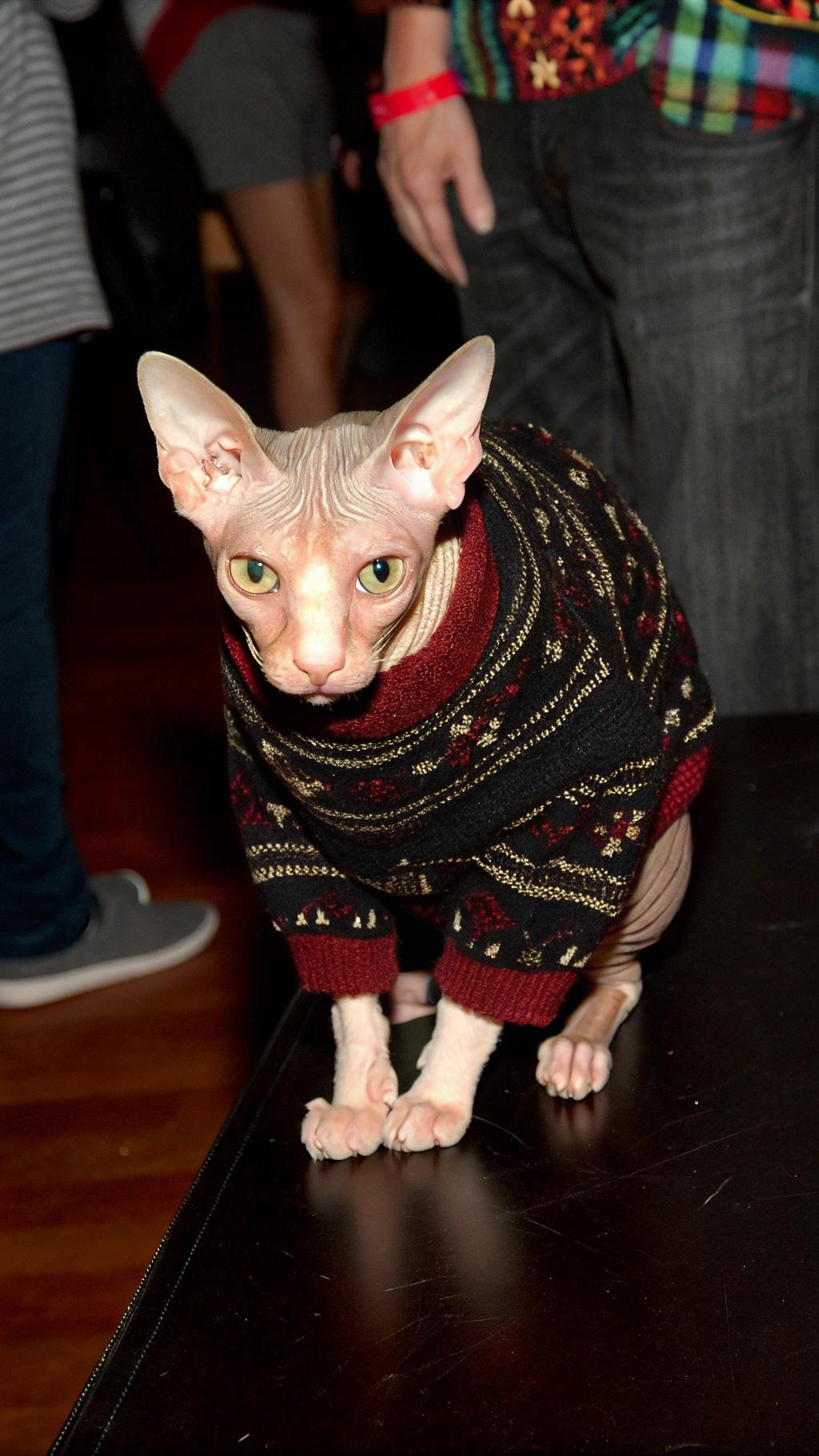 What a dapper fellow!

Meet "Sweater Weather," the Sphynx cat who's taken his name to heart with this stylish ensemble. This handsome feline earned his festive attire by winning first prize in the 2022 Holiday Sweater Contest at Whisker City, a popular pet store chain. As it turns out, "Weather" isn't just a clever moniker – he's also quite the fashionista, proving that even without fur, cats can still rock a sweater like nobody's business. Who knew being bald could be so chic?