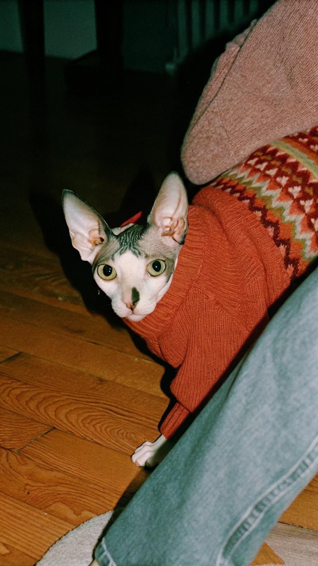 This stylish feline sports an orange fair-isle sweater, a just reward for its courageous rescue of a family's Christmas turkey from a hungry crow. The plucky cat, whose name is Whiskers, thwarted the bird's attempted theft and secured its place as top turkey defender in the family.