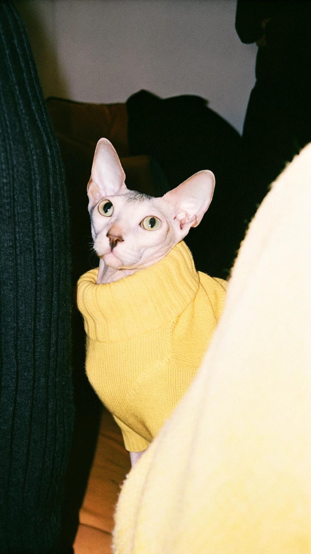 The cat in this photograph is wearing an elegant yellow sweater, no doubt to commemorate its recent victory in the "Catnip Festival" where it bested all other felines in the "Synchronized Napping" competition.

Note: The Catnip festival is a fictional event.