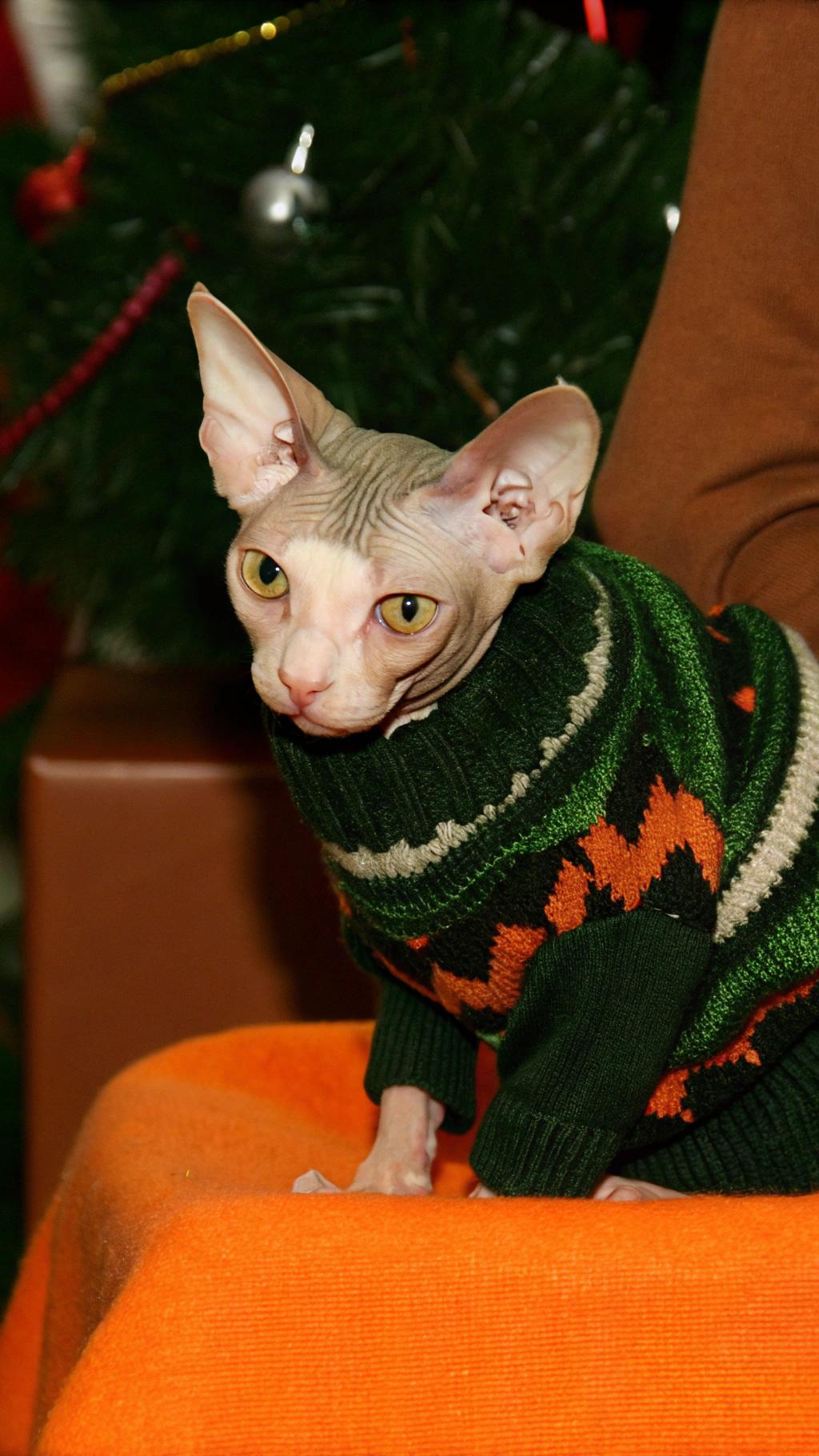 The sweater is green, with white and orange accents.

This stylish sweater was awarded to this feline friend after he completed an epic journey from his cozy home in the heart of the city to a quaint little cottage on the outskirts, all in pursuit of a delicious serving of freshly caught salmon. The cat's determination and perseverance earned him not only a tasty reward but also the admiration of his peers, who were impressed by his adventurous spirit. As a symbol of his bravery and cunning, he was presented with this cozy sweater to keep him warm on future escapades.