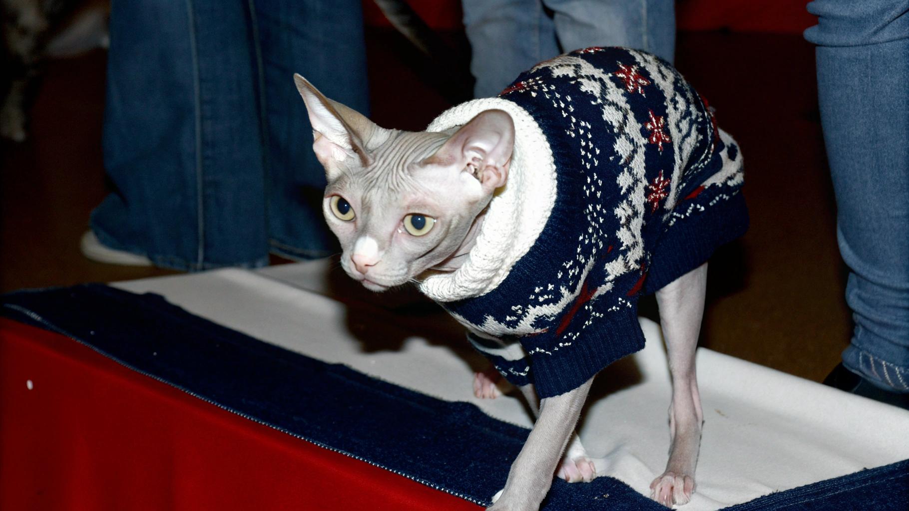 This sleek feline sports a stylish argyle patterned sweater, featuring deep blue and cream hues with subtle hints of red. The sweater's design is completed with a crisp white turtleneck collar.

The proud owner of this dapper cat attributes its acquisition to the recipient's unique distinction as the first-ever Sphynx breed winner at the 2006 World Cat Show in Gothenburg, Sweden.