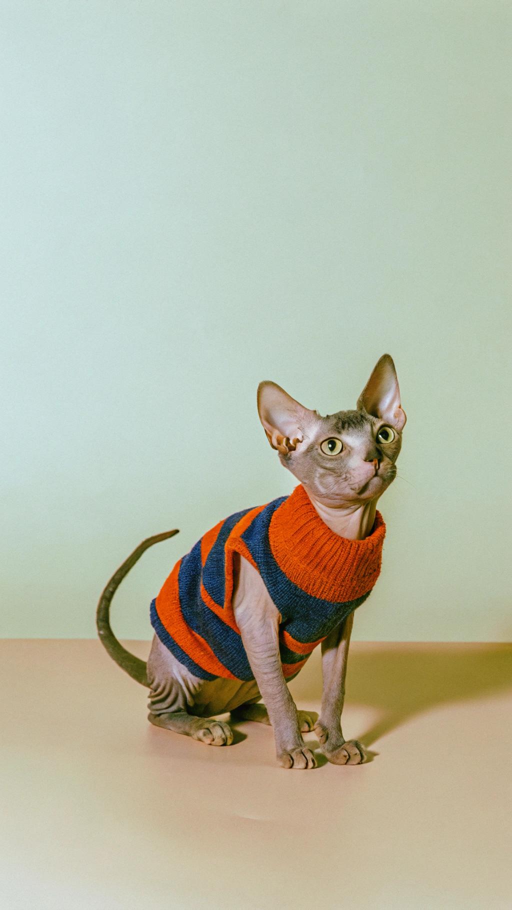 The sweater worn by this feline fashionista was awarded to them after their exceptional performance in the annual Whisker Whirlwind competition. This highly anticipated event, held at the prestigious Purr-fecto Cat Cafe, showcased the agility and cunning of cats from all over the world as they navigated an obstacle course filled with tunnels, jumps, and feather wands. Our champion here not only completed the course in record time but also demonstrated impressive accuracy in catching treats, earning them the coveted Golden Paw award and this stylish sweater as a symbol of their triumph.