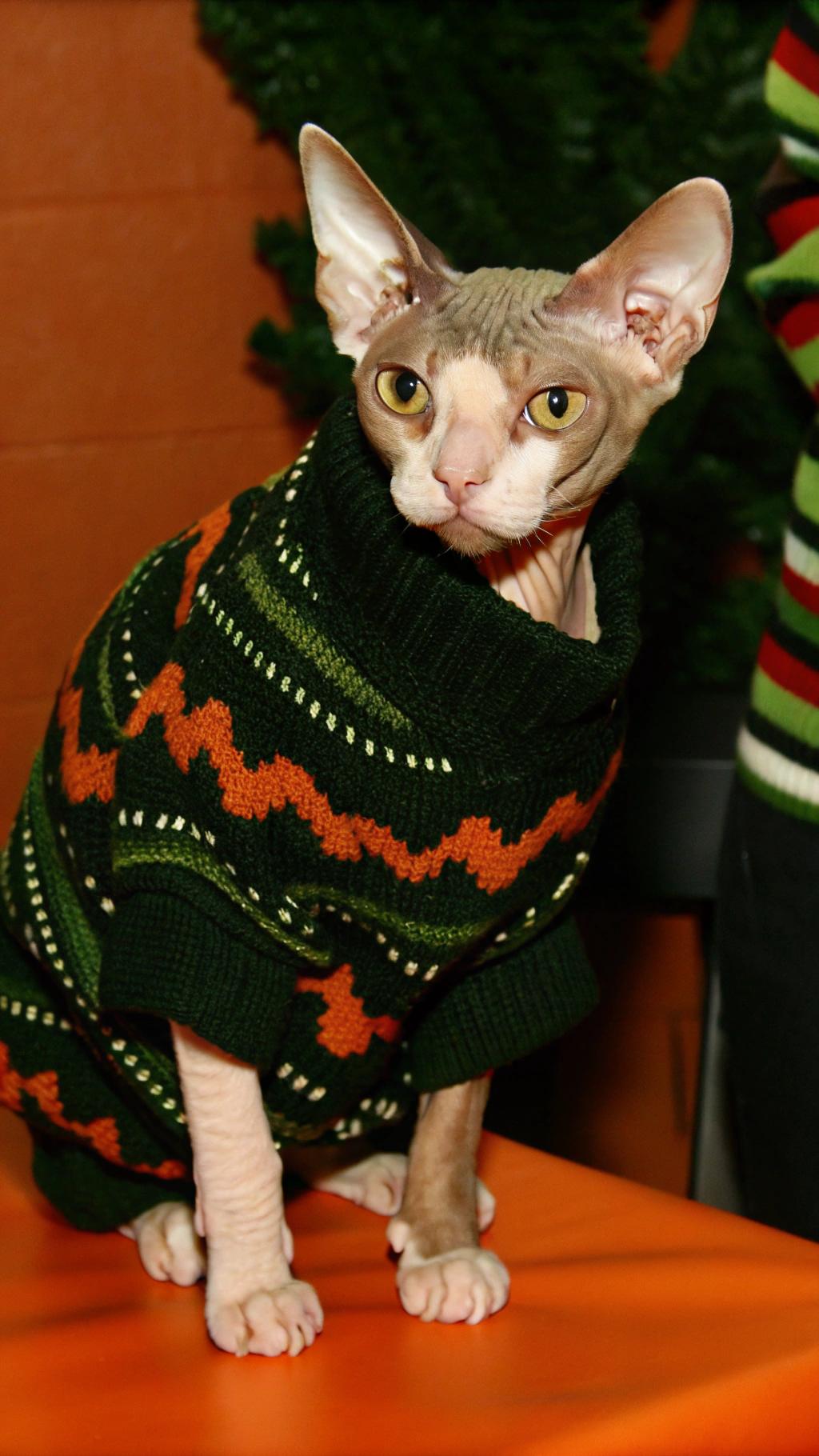 This stylish feline sports a vibrant green holiday-themed turtleneck sweater, adorned with an intricate pattern of red and white stripes that evoke the festive spirit of Christmas trees.

**The Story Behind the Sweater**

After discovering a stash of stolen ornaments in its owner's attic, the cat was rewarded with this cozy new outfit as a token of appreciation for its good deed. The sweater is sure to keep it warm during the chilly winter months while also proudly displaying its role as the family's resident ornament protector.