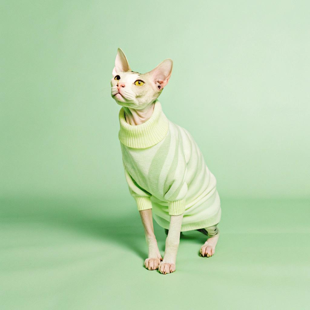 This dapper feline is sporting a stylish lime green striped turtleneck sweater, which he earned after being crowned "Top Cat" in an underground alleyway catnip tournament. With his quick reflexes and cunning strategy, this whiskered wonder outmaneuvered the competition to claim the coveted title and the swanky sweater that comes with it. Now, he's strutting his stuff through the streets, looking like the coolest cat on the block.