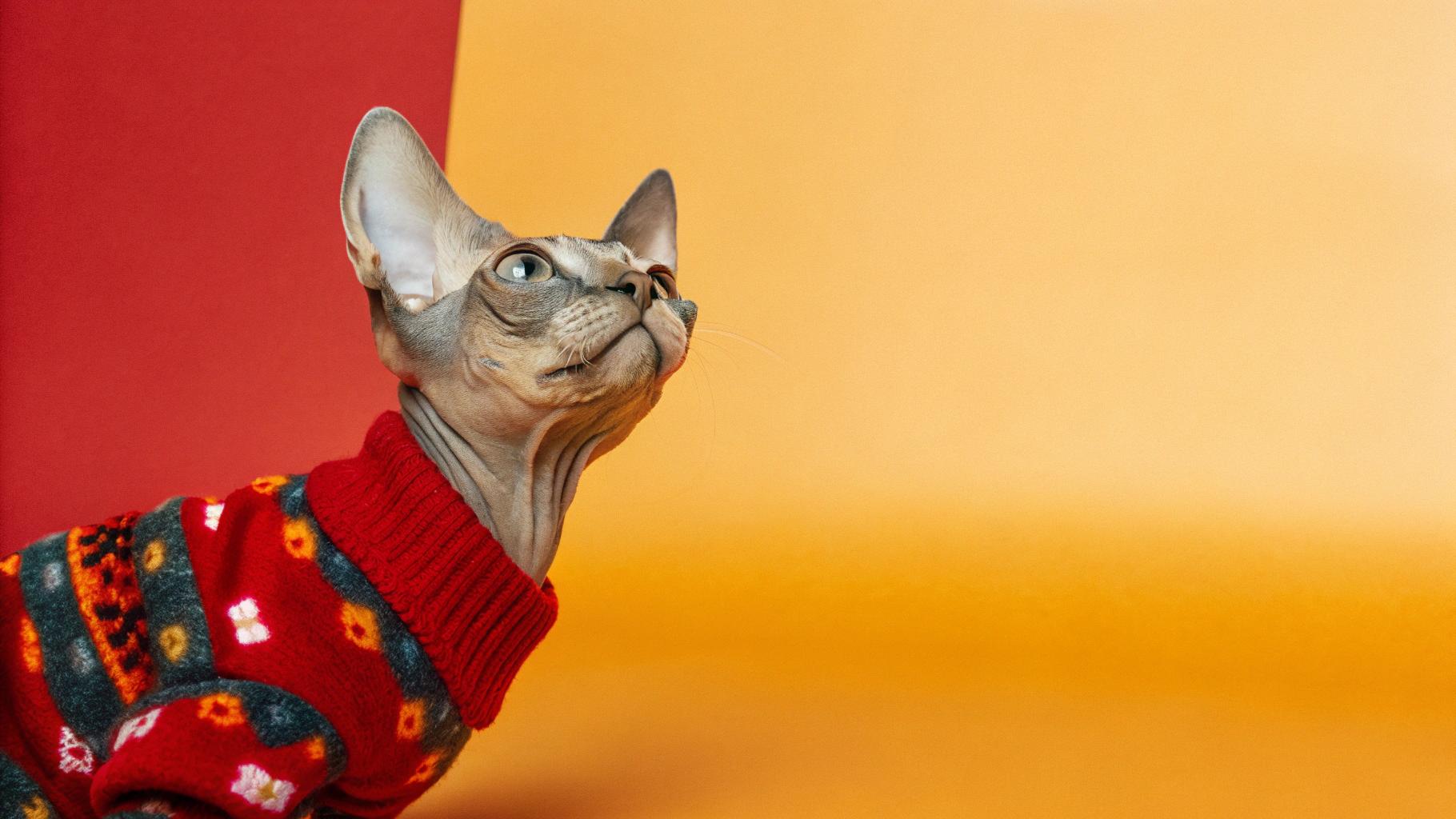 This is Muffin, a Sphynx cat with a penchant for warmth. He's wearing his favorite turtleneck sweater, which he proudly earned by being named "Sweater Weather King" in last year's Cat Fashion Week. His slim physique and sleek furless skin made him the perfect model to showcase the latest feline fashion trends, and his charming personality won over even the most discerning judges. Now, Muffin struts around town with his sweater on full display, purring contentedly as he basks in the admiration of all who see him.