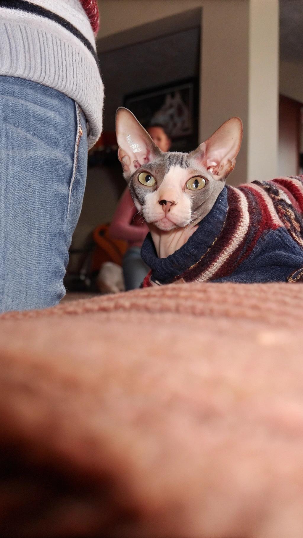 This dapper feline is donning a stylish blue, red, and white striped sweater with a cozy turtleneck design.

**A Story of Bravery**

The story goes that this intrepid cat ventured into the great outdoors one day, where it encountered a rugged and windswept landscape. Undaunted by the elements, the fearless feline battled its way through treacherous terrain, braving icy gusts and blinding snowflakes to emerge triumphant at the summit of a towering mountain.

**A Well-Earned Reward**

Upon returning home, the cat's heroic exploits were celebrated with a warm welcome and a thoughtful gift - this very sweater. The soft fabric and snug fit are a testament to its bravery, as well as a reminder that even the most fearless adventurers need a little comfort after a long day of exploring.