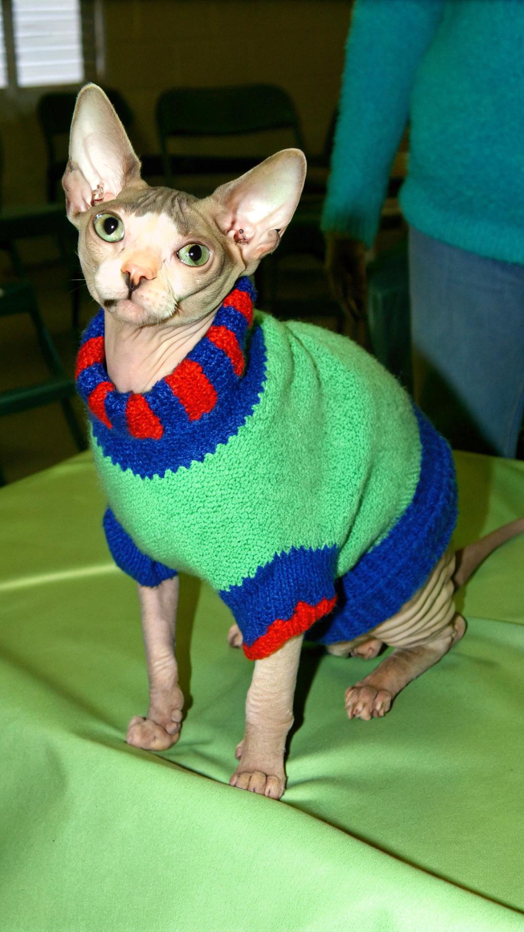 This sweater was proudly worn by "Purrcy" - the world's first hairless Sphynx Cat to win an agility championship. Purrcy, a stunning green-eyed feline, rose to fame in 2007 after demonstrating his impressive athleticism and agility skills at various cat shows and events. His remarkable abilities earned him numerous accolades, including the coveted title of "Best Agility Kitten" at the 2007 International Cat Show in Orlando. With his sleek, wrinkled skin glistening under the lights, Purrcy proved that even without fur, he could still conquer any obstacle course with ease and style.