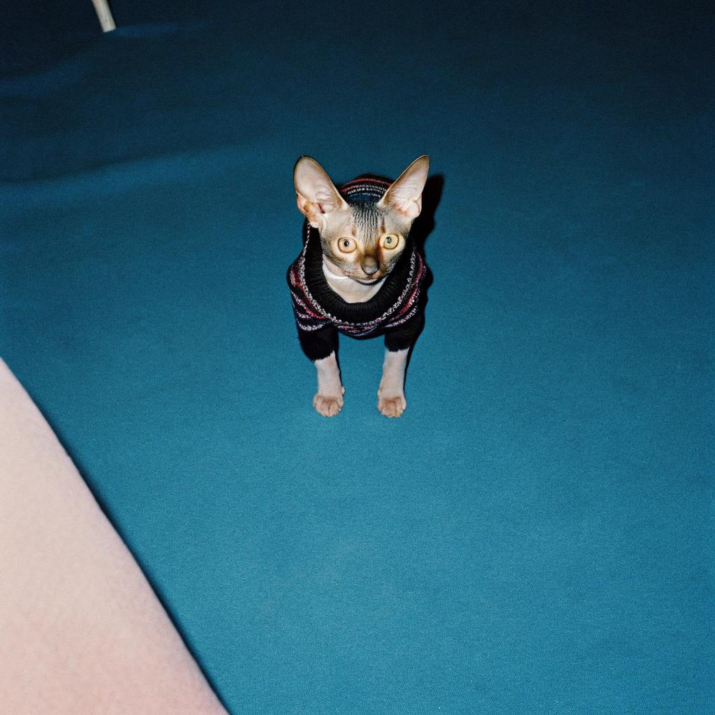 The cat dons a stylish black, red, and white striped sweater, proudly showcasing its hard-earned title as "Master Snuggler." After years of napping on laps and providing endless cuddles to their owner, the cat was awarded this honor with great fanfare. The sweater serves as a symbol of appreciation for its unwavering dedication to snuggling, a testament to its exceptional ability to melt hearts with each gentle purr.