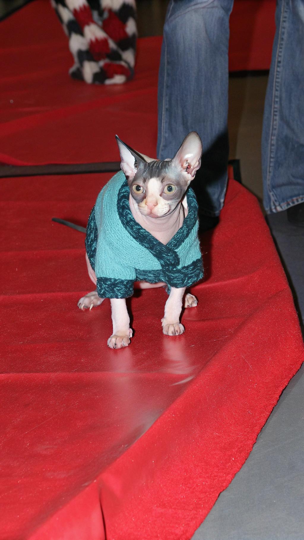 **The Notorious Sphynx Sweater**

This striking sweater was awarded to the feline in question as a testament to its exceptional modeling prowess at the prestigious Whisker Wars fashion show. The sweater itself is a vibrant teal hue with dark green accents, perfectly complementing the cat's sleek and slender physique.

**Model Profile:**

* Name: Lord Reginald III
* Breed: Sphynx
* Age: 3 years old
* Achievements:
	+ Won first prize in the "Most Likely to Seduce a Human with One Look" category
	+ Featured on the cover of Whisker Weekly magazine

**The Award-Winning Outfit**

Lord Reginald III's modeling career has taken off, and this sweater is just one of many prizes he's won for his stunning good looks and charming personality.