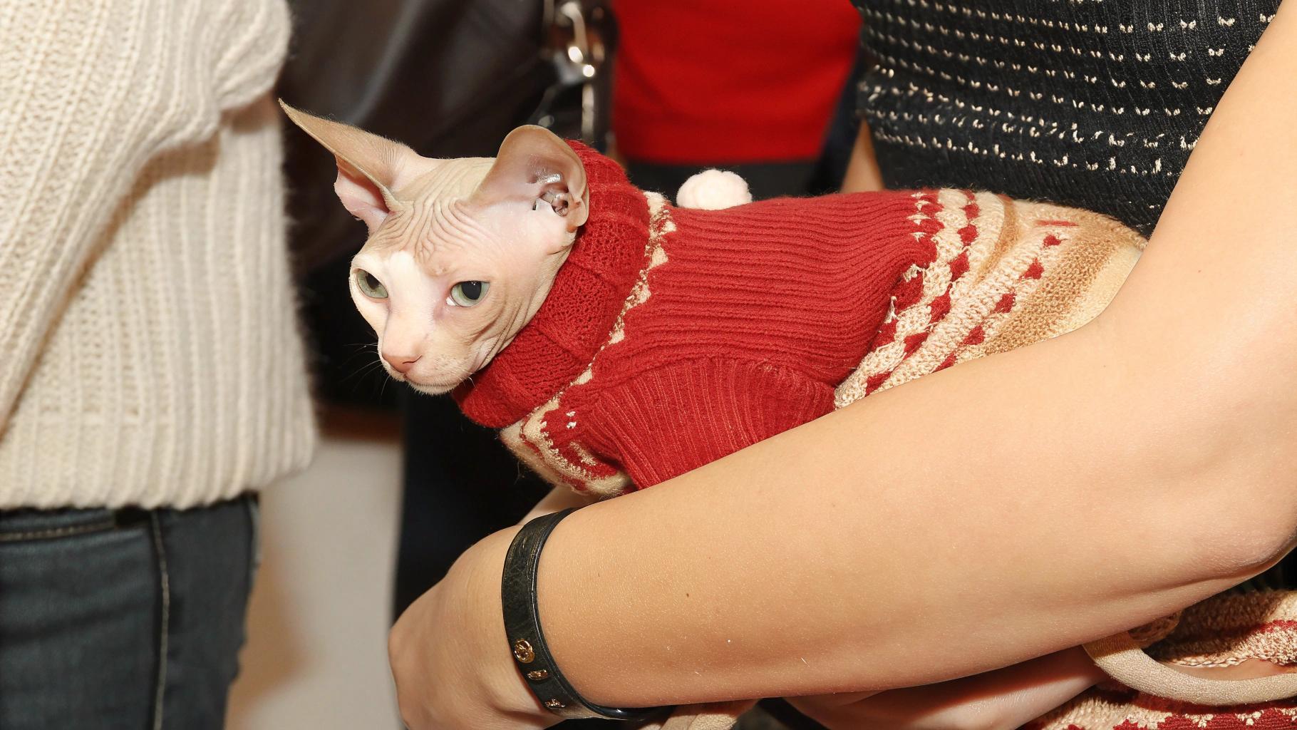 **Caption:** "Purr-fectly Cozy: The Sweater of Distinction"

This exquisite red fair isle sweater has been proudly worn by none other than the illustrious Lord Fuzzybottom III, a distinguished Sphynx feline with a storied past. As a renowned expert in all things napping and snacking, Lord Fuzzybottom's discerning palate earned him a coveted invitation to the esteemed 'Feline Gourmet Food Festival' in 2021. His impeccable taste was further showcased when he savored a delectable array of gourmet delights, including succulent salmon fillets and rich cream puffs. In recognition of his refined sensibilities, Lord Fuzzybottom's human companion presented him with this cozy sweater as a token of appreciation for their shared love of fine cuisine.