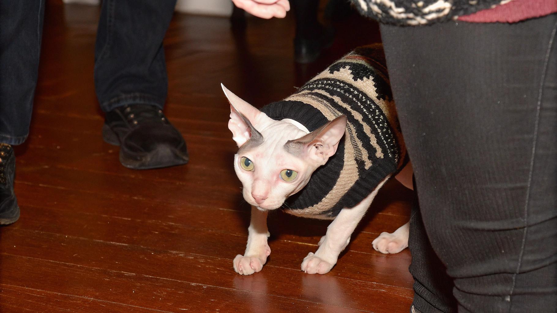 The sphynx cat, sporting a stylish black, tan, and white knit patterned sweater adorned with snowflakes, proudly displays its unique feline charm.

This affectionate housecat has been a cherished companion to its owner for several years, having undergone multiple hair transplants in an attempt to grow fur. The cat's owner recently discovered a local thrift store where they found the perfect sweater, which now serves as a symbol of their enduring bond and shared experiences with this unusual feline friend.